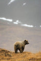 Brown Bear Standing On Ridge Wall Mural