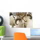 Group Of Dall Sheep Denali National Park Interior Alaska Fall Wall Mural