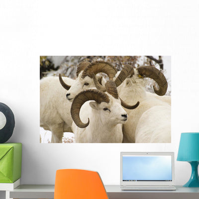 Group Dall Sheep Denali Wall Mural shown on a wall