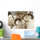 Group Of Dall Sheep Denali National Park Interior Alaska Fall Wall Mural