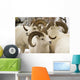 Group Of Dall Sheep Denali National Park Interior Alaska Fall Wall Mural