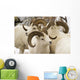 Group Of Dall Sheep Denali National Park Interior Alaska Fall Wall Mural