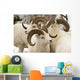 Group Of Dall Sheep Denali National Park Interior Alaska Fall Wall Mural