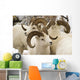 Group Of Dall Sheep Denali National Park Interior Alaska Fall Wall Mural