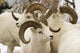 Group Of Dall Sheep Denali National Park Interior Alaska Fall Wall Mural