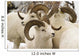 Group Of Dall Sheep Denali National Park Interior Alaska Fall Wall Mural