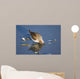 Western Sandpiper Feeding Wall Mural