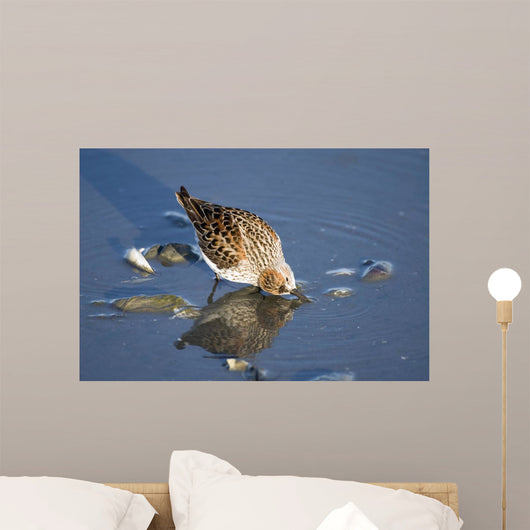 Western Sandpiper Feeding Wall Mural