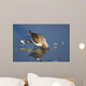Western Sandpiper Feeding Wall Mural