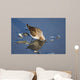 Western Sandpiper Feeding Wall Mural