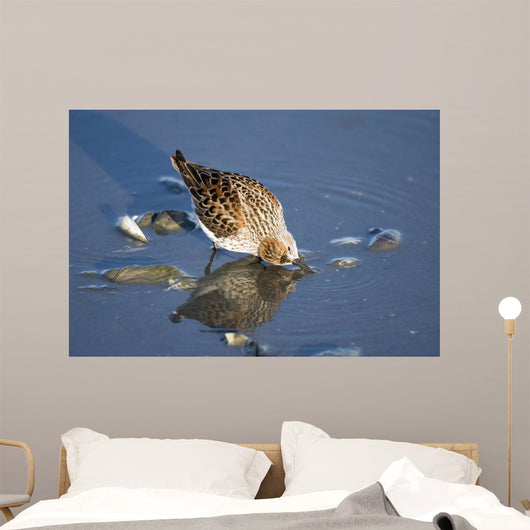 Western Sandpiper Feeding Wall Mural