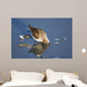 Western Sandpiper Feeding Wall Mural