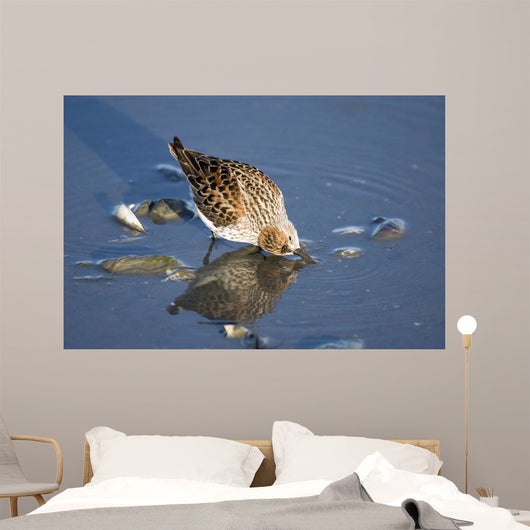 Western Sandpiper Feeding Wall Mural