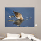 Western Sandpiper Feeding Wall Mural