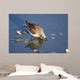 Western Sandpiper Feeding Wall Mural