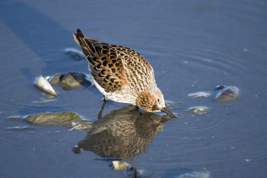 Western Sandpiper Feeding Wall Mural