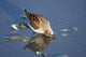 Western Sandpiper Feeding Wall Mural