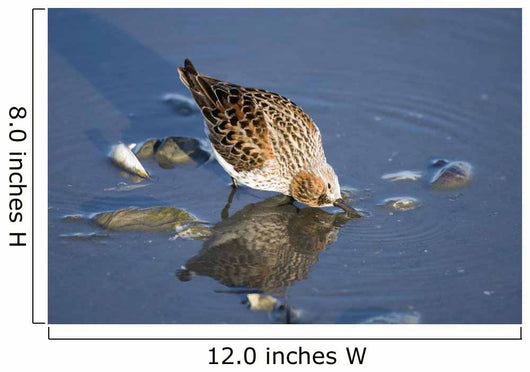 Western Sandpiper Feeding Wall Mural