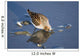 Western Sandpiper Feeding Wall Mural