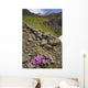 Scenic View Of Moss Campion Wildflowers Growing Above Root Glacier Wall Mural