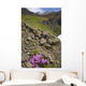Scenic View Of Moss Campion Wildflowers Growing Above Root Glacier Wall Mural