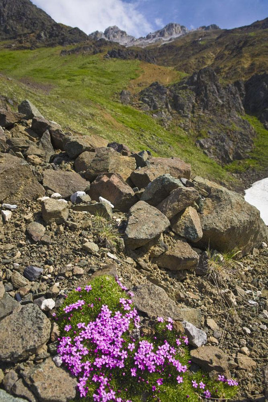 Scenic View Of Moss Campion Wildflowers Growing Above Root Glacier Wall Mural