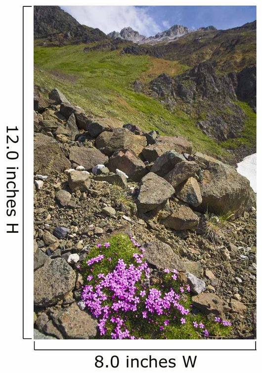 Scenic View Of Moss Campion Wildflowers Growing Above Root Glacier Wall Mural