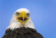 Perched Eagle Opens Beak To Call In Spring Homer Alaska Wall Mural