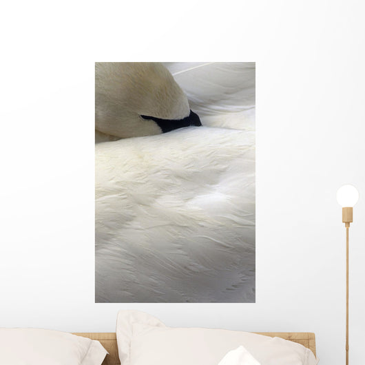 Trumpeter Swan Close-Up Anchorage Zoo Anchorage Ak Wall Mural