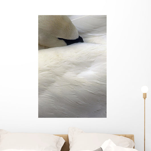 Trumpeter Swan Close-Up Anchorage Zoo Anchorage Ak Wall Mural