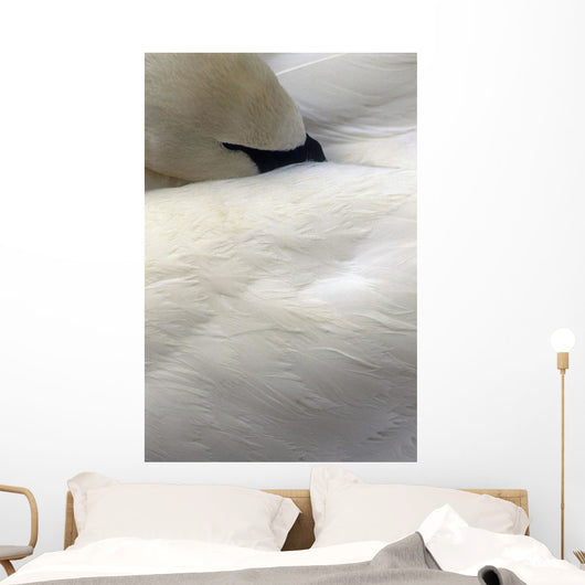 Trumpeter Swan Close-Up Anchorage Zoo Anchorage Ak Wall Mural