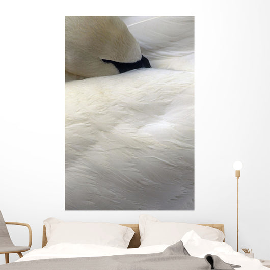 Trumpeter Swan Close-Up Anchorage Zoo Anchorage Ak Wall Mural