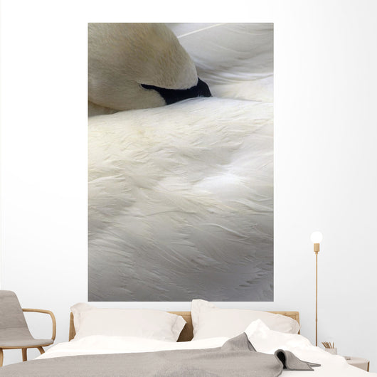 Trumpeter Swan Close-Up Anchorage Zoo Anchorage Ak Wall Mural