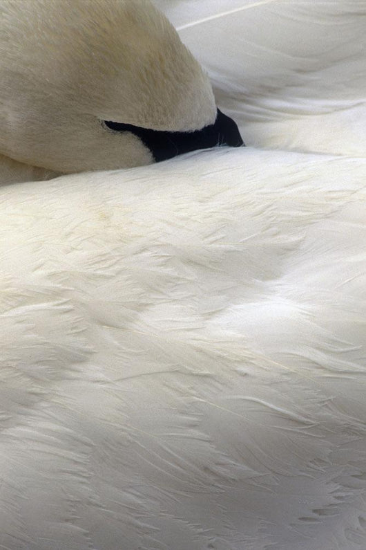 Trumpeter Swan Close-Up Anchorage Zoo Anchorage Ak Wall Mural
