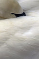 Trumpeter Swan Close-Up Anchorage Zoo Anchorage Ak Wall Mural