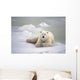Polar Bear Lying On The Ice Churchill Manitoba Canada Spring Wall Mural