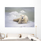 Polar Bear Lying On The Ice Churchill Manitoba Canada Spring Wall Mural