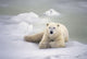 Polar Bear Lying On The Ice Churchill Manitoba Canada Spring Wall Mural