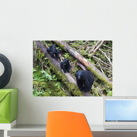 Mama Bear And Two Cubs Wall Mural