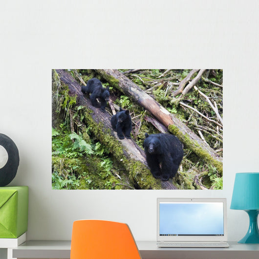 Mama Bear And Two Cubs Wall Mural
