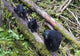 Mama Bear And Two Cubs Wall Mural