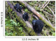 Mama Bear And Two Cubs Wall Mural