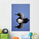 Closeup Of Pacific Loon Wall Mural