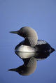 Closeup Of Pacific Loon Wall Mural