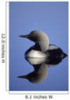 Closeup Of Pacific Loon Wall Mural