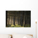 Old Growth Forest Yakutat Tongass Natl Forest Se Ak Wall Mural