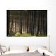 Old Growth Forest Yakutat Tongass Natl Forest Se Ak Wall Mural
