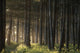Old Growth Forest Yakutat Tongass Natl Forest Se Ak Wall Mural