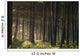 Old Growth Forest Yakutat Tongass Natl Forest Se Ak Wall Mural