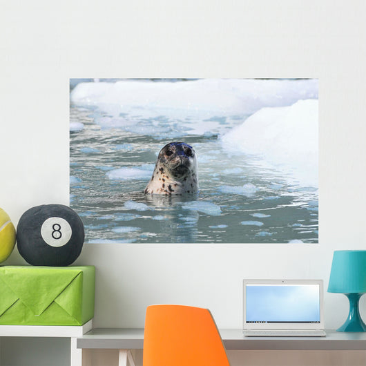 Harbor Seal Swims Wall Mural